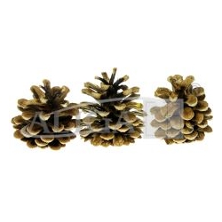 Szyszka naturalna 3szt  / sosna czarna / wysokość 5-8cm