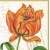 Serwetka -584-