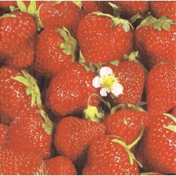 Serwetka -839-