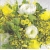 Serwetka -867-
